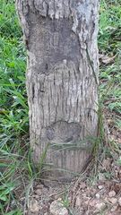 Livistona chinensis