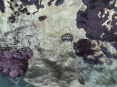 Acanthopleura