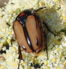 Trichostetha signata