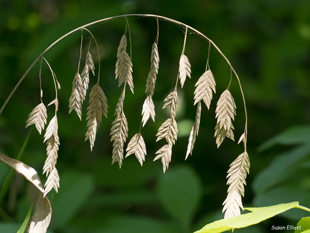Chasmanthium latifolium