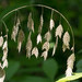 Chasmanthium latifolium - Photo (c) Susan Elliott, μερικά δικαιώματα διατηρούνται (CC BY-NC), uploaded by Susan Elliott
