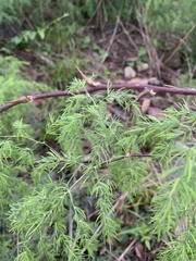Asparagus buchananii