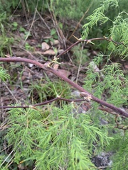 Asparagus buchananii