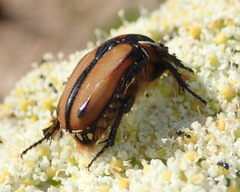 Trichostetha signata