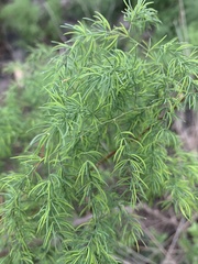 Asparagus buchananii