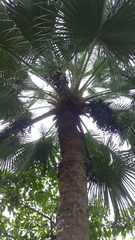 Livistona chinensis