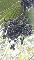 Livistona chinensis