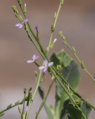 Physorhynchus chamaerapistrum