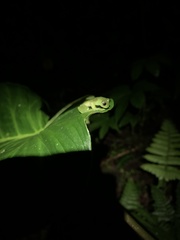 Rulyrana flavopunctata