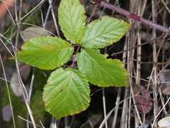 Rubus mougeotii