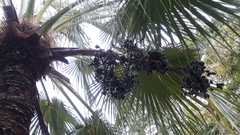 Livistona chinensis
