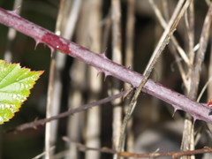 Rubus mougeotii