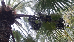 Livistona chinensis