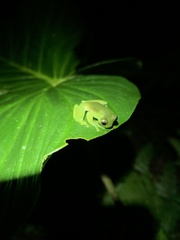 Rulyrana flavopunctata