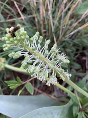 Ledebouria zebrina