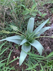 Ledebouria zebrina