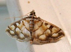 Lygropia