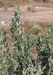 Physorhynchus chamaerapistrum