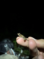 Pristimantis prolatus