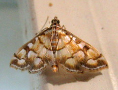 Lygropia