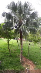 Livistona chinensis