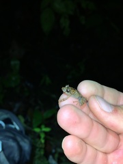 Pristimantis prolatus