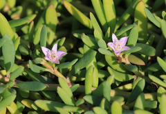 Sesuvium portulacastrum