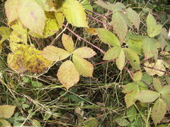Rubus rhombicus
