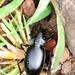 Calosoma atrovirens explanaticolle - Photo (c) Ricardo Arredondo T., some rights reserved (CC BY-NC), uploaded by Ricardo Arredondo T.