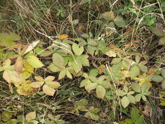 Rubus rhombicus