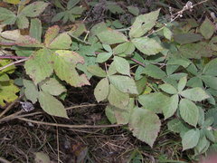Rubus rhombicus