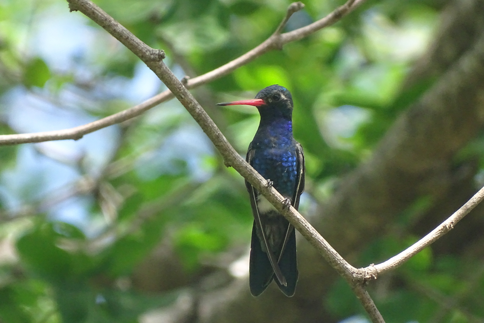 Turquoise-crowned Hummingbird (Cynanthus doubledayi), photo 4