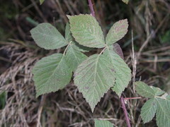 Rubus rhombicus