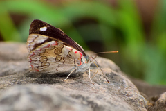 Diaethria bacchis