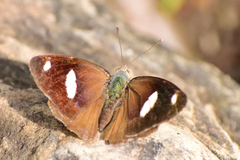Diaethria bacchis
