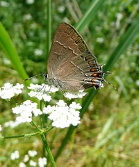 Satyrium favonius