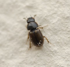 Melinopterus