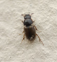 Melinopterus