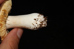 Russula romellii