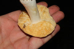 Russula romellii