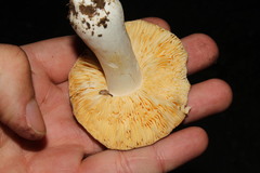 Russula romellii