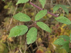 Rubus montanus
