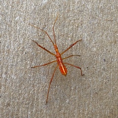 Zelus cervicalis