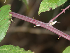 Rubus montanus
