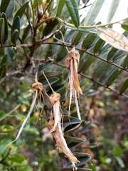 Sophora macrocarpa