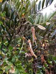 Sophora macrocarpa