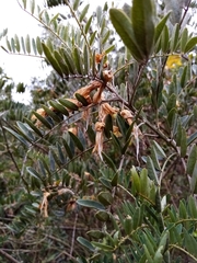 Sophora macrocarpa