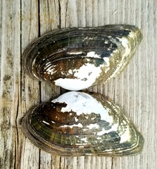 Alasmidonta marginata