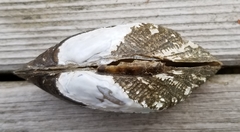 Alasmidonta marginata