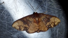 Metallaxis semipurpurascens